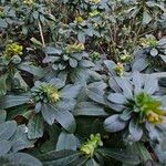 Euphorbia amygdaloides Plante entière