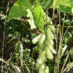 Mucuna pruriens Gyümölcs