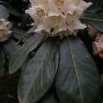 Rhododendron arizelum Flower