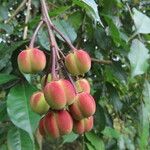 Mabea occidentalis Fruit