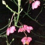 Euonymus hamiltonianus 果實