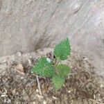 Sida cordata Frunză