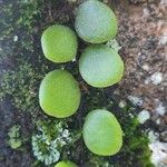Pyrrosia piloselloides Leaf