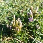 Gentianella campestris Blomma