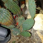 Opuntia orbiculata عادت داشتن