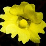 Pinguicula lutea Flower