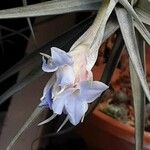 Tillandsia bergeri Flower
