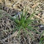 Carex flacca Feuille