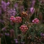 Erica tetralix Flors