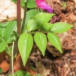 Lathyrus vernus Leaf
