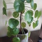 Pilea peperomioidesLevél