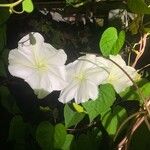 Ipomoea alba Blüte