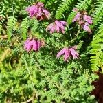 Erica ciliaris花