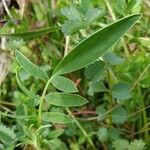 Anthyllis vulneraria Leaf
