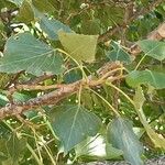 Populus nigra Blatt