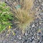 Festuca gautieri Leaf