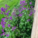 Lunaria annuaFleur