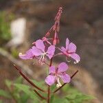 Epilobium angustifolium花