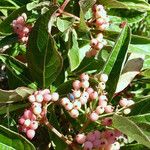 Viburnum nudum Φρούτο