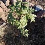 Vasconcellea pubescens Hoja