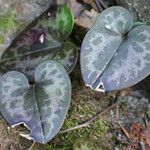 Asarum virginicum List