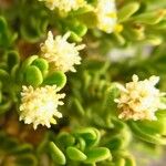Baccharis tricuneata Blomst
