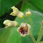 Rhytidophyllum tomentosum Kukka