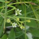 Thesium humifusum Flower