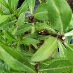 Tagetes lucida Fruit