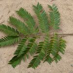 Osodendron altissimum Leaf