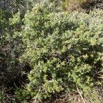 Teucrium brevifolium Hábitos