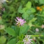 Trifolium resupinatumFloare