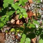 Chrysobalanus icaco Feuille