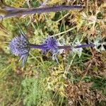 Eryngium bourgatiiFlower