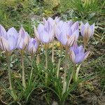 Crocus imperati Vekstform