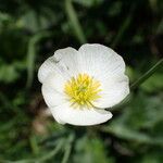 Ranunculus amplexicaulis Kvet