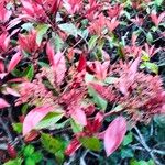 Photinia fraseri Blad