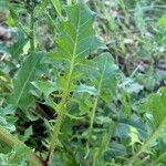 Crepis vesicaria Листок