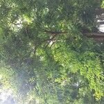 Swietenia mahagoni Агульны выгляд