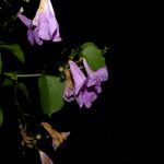 Cydista heterophylla Цвят