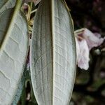 Rhododendron argyrophyllum Leaf