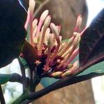 Clerodendrum quadriloculare Fruto