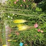 Kniphofia uvariaFlower