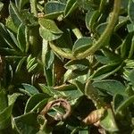 Trifolium uniflorum 葉