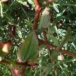 Hypericum triquetrifolium Bark