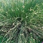 Scirpoides holoschoenus Other