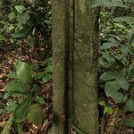 Isolona hexaloba Corteza