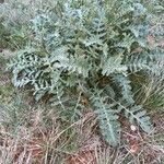 Erucastrum nasturtiifolium List