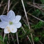 Lysimachia europaea Blomst