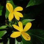 Barleria oenotheroides Kwiat